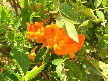 Beautiful orange flowers on the branches of a bush in the gardenの写真素材