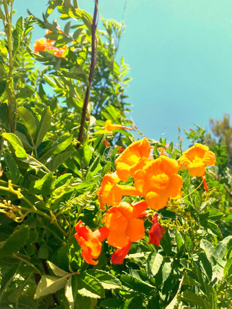 Orange flowers in the garden on a sunny day. Nature background.の写真素材