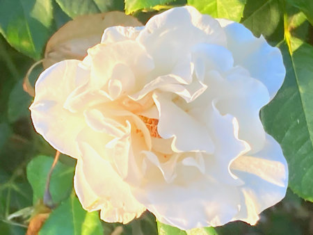 White rose in the garden, close-up. Nature background.の写真素材