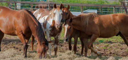 A group of horses feeding in a pen at a vetrinary hospitalの写真素材