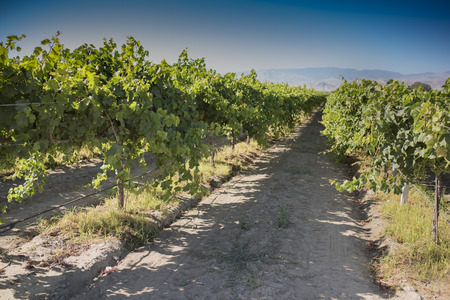 A california vineyard with green immature grapes on the vineの写真素材