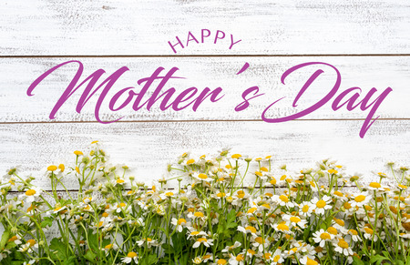 Miniature daisies or bellium minutum on a white plank background with Mother's Day greetingの写真素材