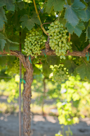 A california vineyard with green immature grapes on the vineの写真素材