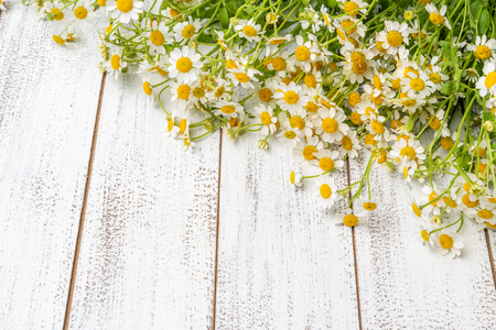 Miniature daisies or bellium minutum on a white plank background with copy spaceの写真素材
