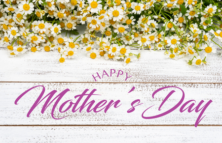 Miniature daisies or bellium minutum on a white plank background with Mothers Day greetingの写真素材