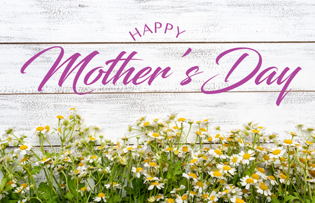 Miniature daisies or bellium minutum on a white plank background with Mothers Day greetingの写真素材