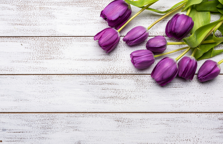 A group of purple tulips on a white background with copy space for Mothers day, Easter etc.の写真素材