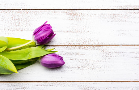 A group of purple tulips on a white background with copy space for Mothers day, Easter etc.の写真素材