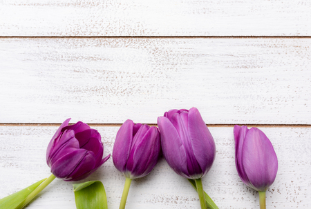 A group of purple tulips on a white background with copy space for Mothers day, Easter etc.の写真素材