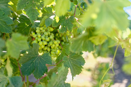 A california vineyard with green immature grapes on the vineの写真素材