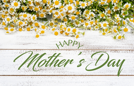 Miniature daisies or bellium minutum on a white plank background with Mothers Day greetingの写真素材