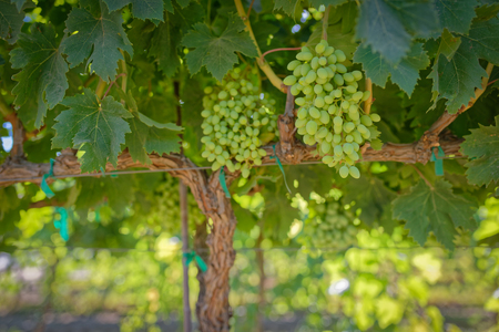 A california vineyard with green immature grapes on the vineの写真素材