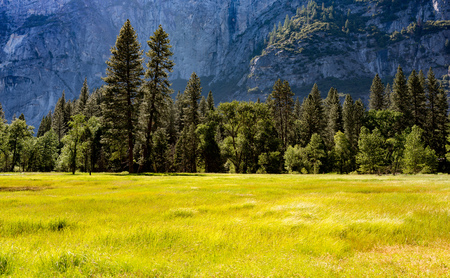 A meadow in the spring at Yosemite National Parkの写真素材