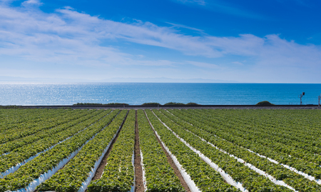 A strawberry field with the pacific ocean in the background. Californiaの写真素材