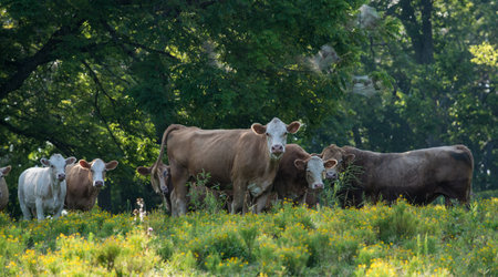 A group of cattle, cows or livestock on green tree lined pastureの写真素材
