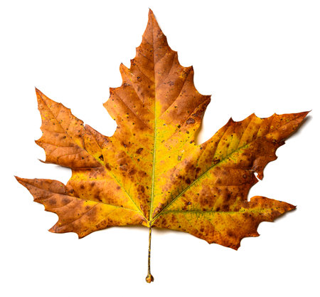 An Autumn or Fall Maple leaf on a white background with high detailの写真素材