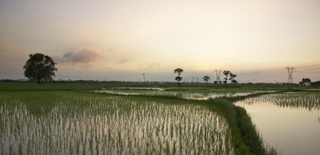Golden hour farmの写真素材