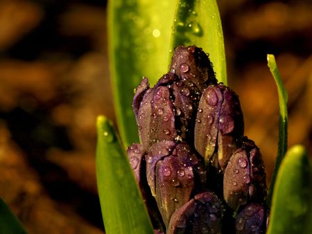 Purple macro blossomの写真素材