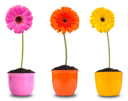 Colored gerber flowers in flower pots, isolated on white backgroundの写真素材