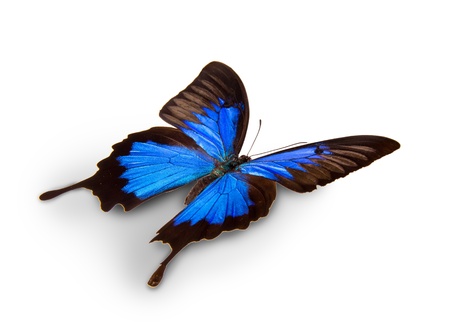 Papilio Ulisses butterfly, isolated on white backgroundの写真素材