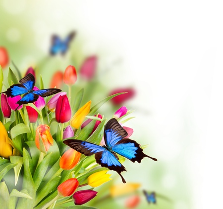 Spring flowers with exotic butterfliesの写真素材