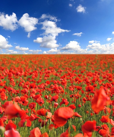 Poppy field, low depth of focusの写真素材