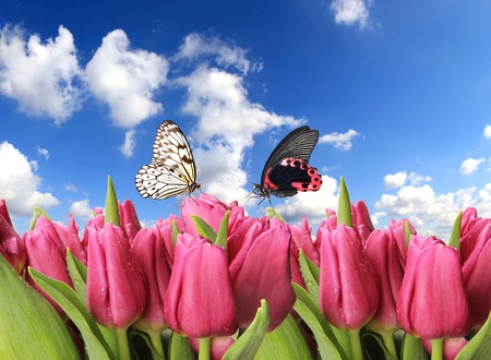 Tulips with butterfliesの写真素材