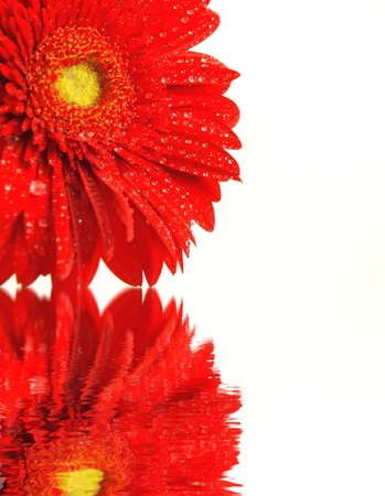 Gerber blossom with water reflectionの写真素材