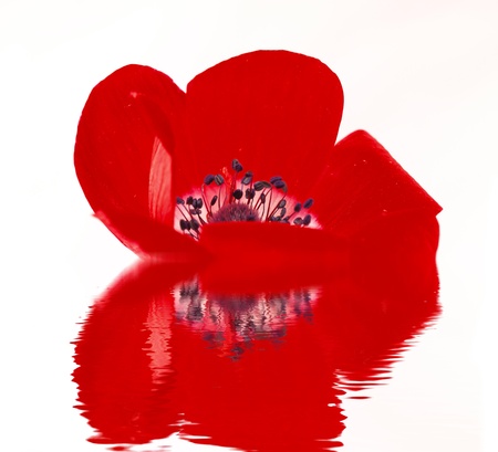 Red poppy blossom reflected in waterの写真素材
