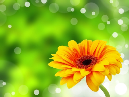 Gerber flowerの写真素材
