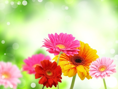 colored gerberas flowers の写真素材