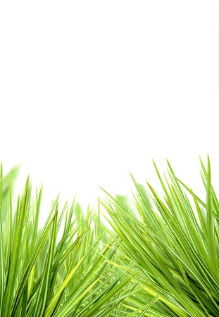 Grass background の写真素材