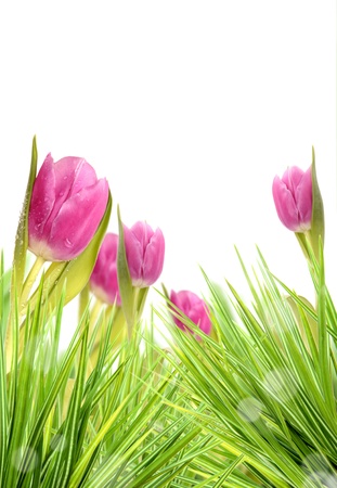 Beautiful spring tulips in grass の写真素材
