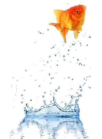 Jumping fish out of water, concept of challenge. Isolated on white backgroundの写真素材