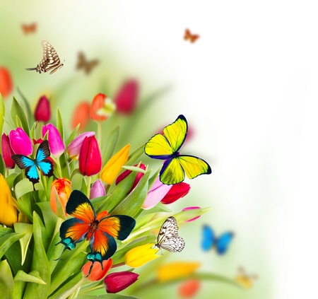 Colored tulips flowers with exotic butterflies の写真素材