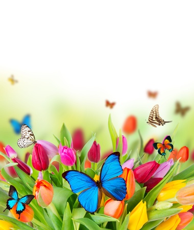 Colored tulips flowers with exotic butterflies の写真素材