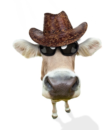Funny cow portrait, isolated on white background Funny cow portrait, isolated on white background