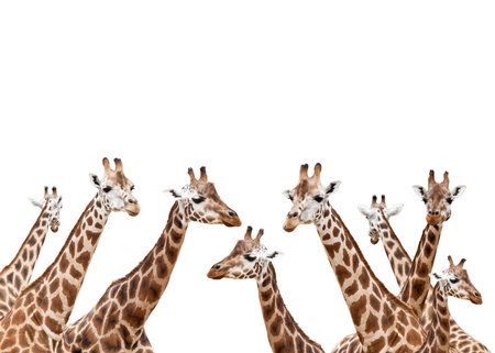 Group of giraffes isolated on white backgroundの写真素材