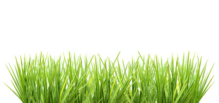 Fresh grass isolated on white backgroundの写真素材