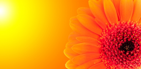 Macro shot of gerber blossom detail with shiny blur background, Low depth of focusの写真素材