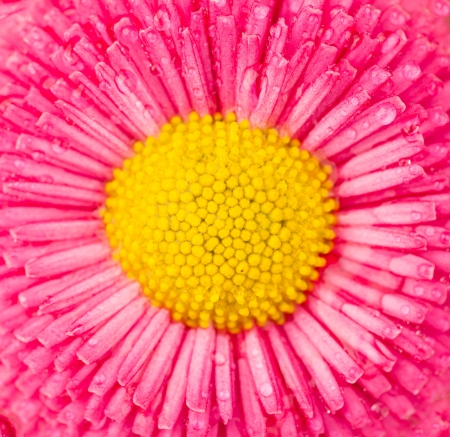 macro shot of daisy flower blossom, low depth of focusの写真素材