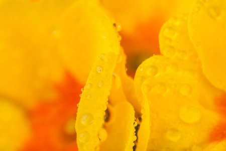 Super macro shot of primula blossoms, low depth of focusの写真素材