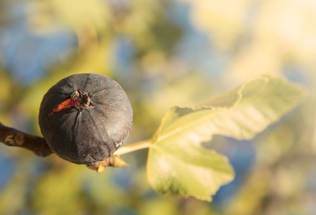 Fig detailの写真素材