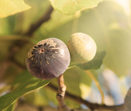 Macro photo of figs on tree, low depth of focus