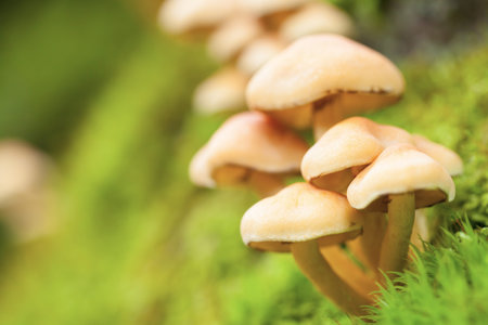 Macro photo of mushrooms