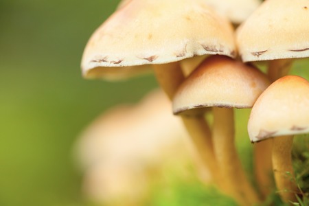 Macro photo of mushroomsの写真素材