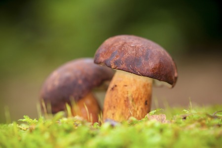 Boletus in mossの写真素材