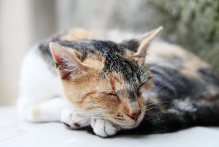 Cute cat