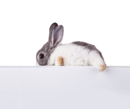 Studio shot of domestic rabbit on white backgroundの写真素材