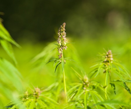 Detail of marihuana plant on field, low depth of focusの写真素材